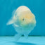 RARE FULLY SNOW WHITE Sakura LionChu Female 4-4.5 inches #010325LC_22