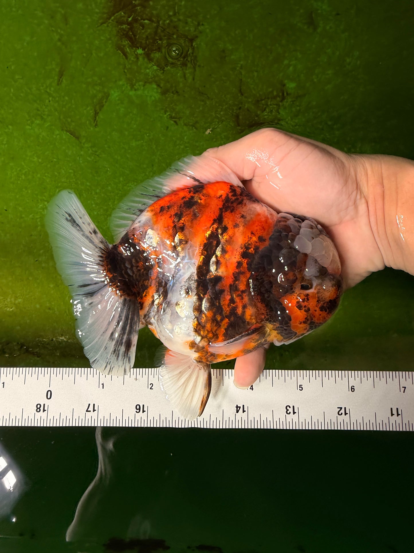 UNIQUE AAA Grade Marble Tiger Yuanbao Male 5.5-6 inches #041026YB_27
