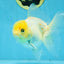 White Oranda Female 5.5 inches #111425OR_14