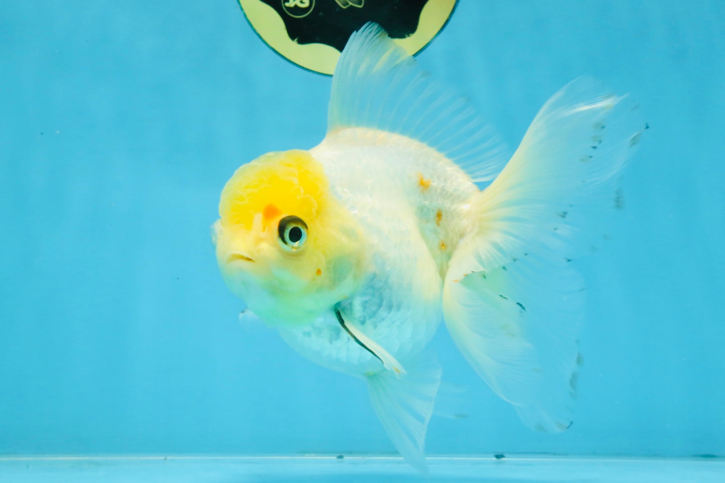 White Oranda Female 5.5 inches #111425OR_14