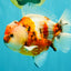 CHUNKY A Grade Calico Yuanbao Male 5.5-6 inches #051526YB_04