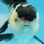 CHUBBY CHEEK Panda Oranda Male 5.5 inches #080125OR_19