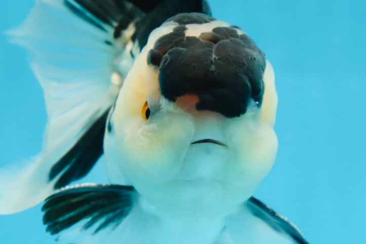 CHUBBY CHEEK Panda Oranda Male 5.5 inches #080125OR_19