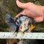 Marble Oranda Male 5.5 inches #080726OR_16