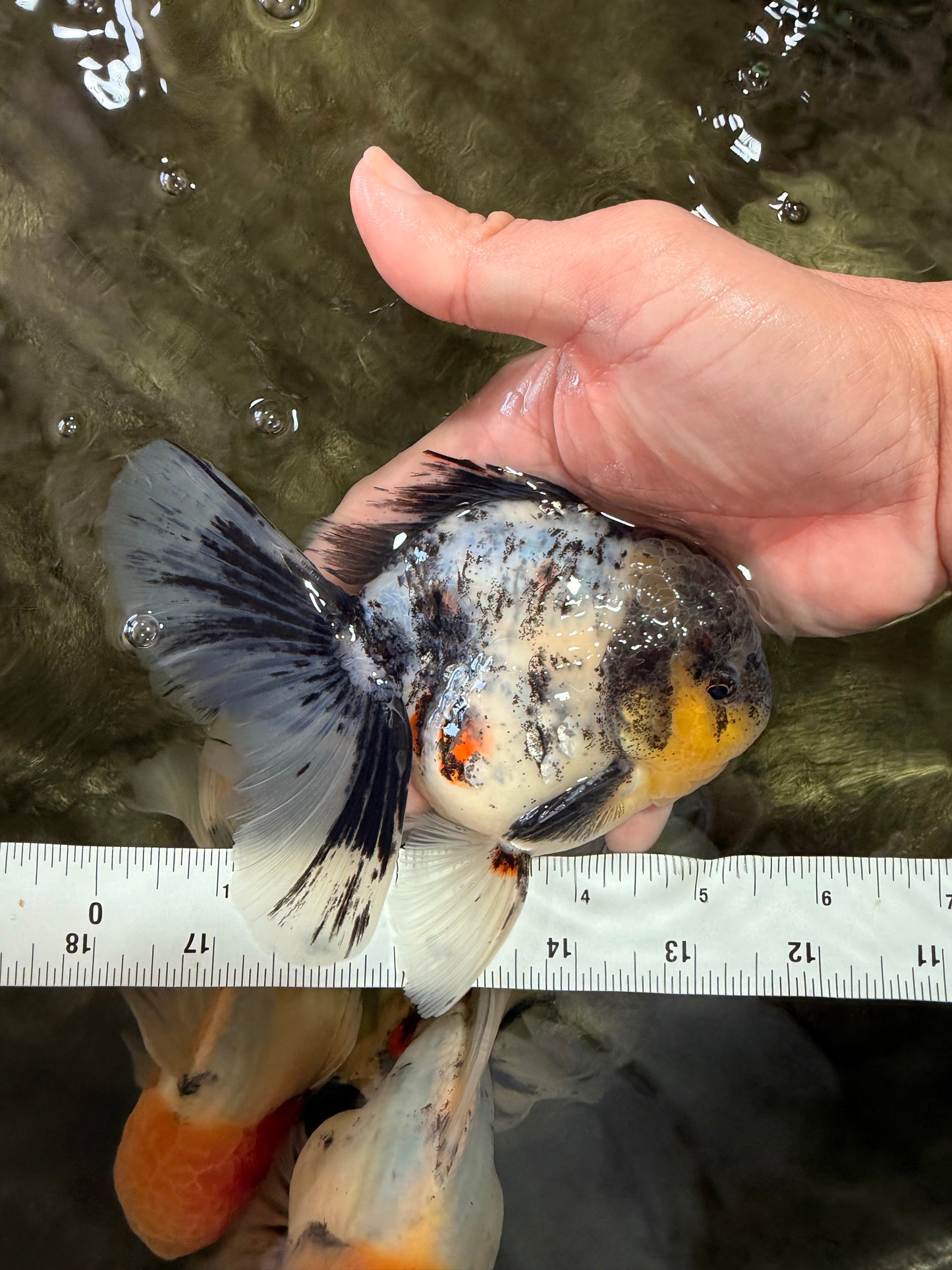 Marble Oranda Male 5.5 inches #080726OR_16