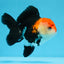 A Grade Tricolor Oranda Male 4.5 inches #0830OR_24