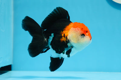 Oranda tricolore mâle de qualité A 4,5 pouces #0830OR_24