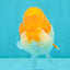Red White LionChu Female 4.5 inches #070326LC_35