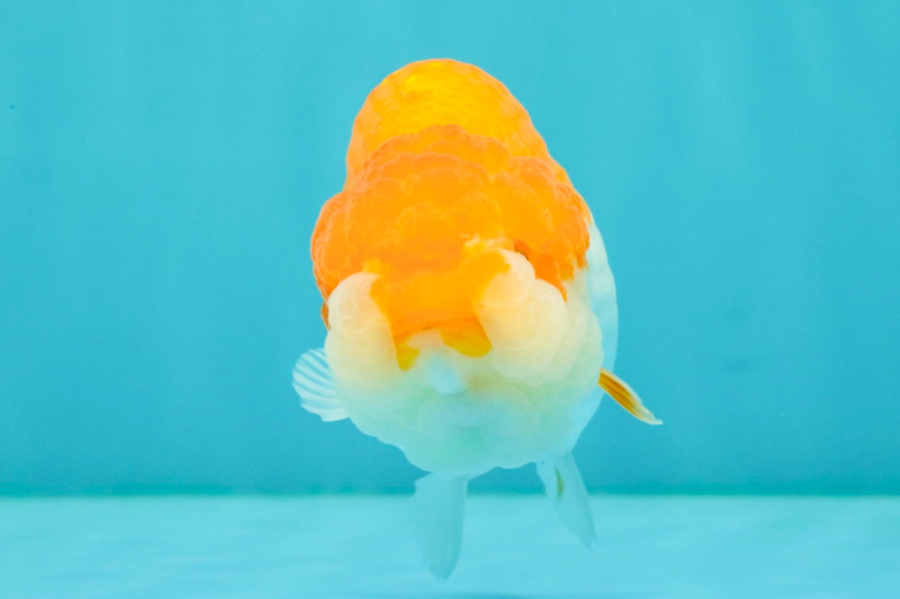 Red White LionChu Female 4.5 inches #070326LC_35