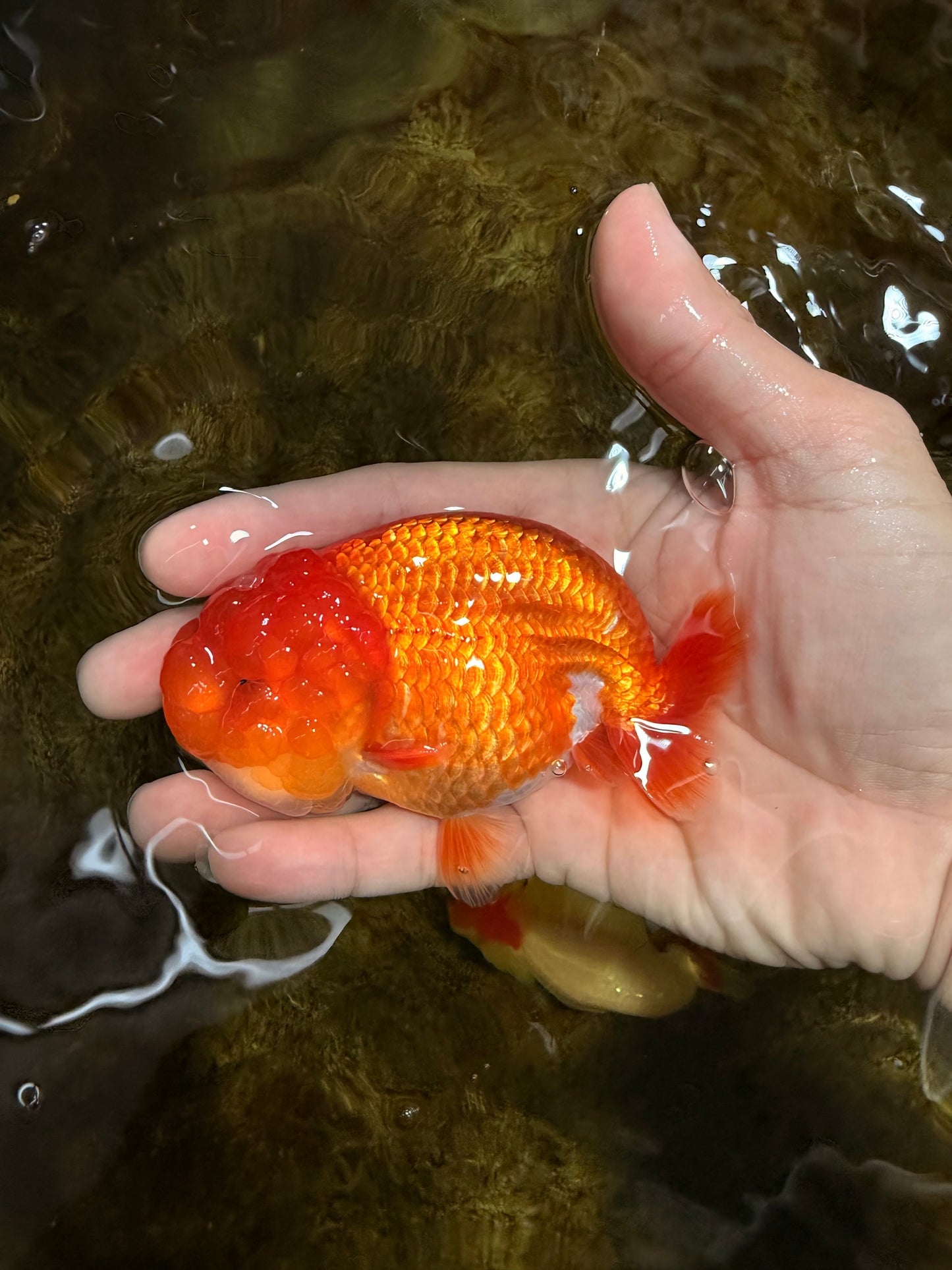 AAA Grade Red White LionQueen 4 inches #103125LC_25