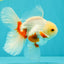 A Grade Red White Oranda Male 5.5-6 inches #102326OR_12