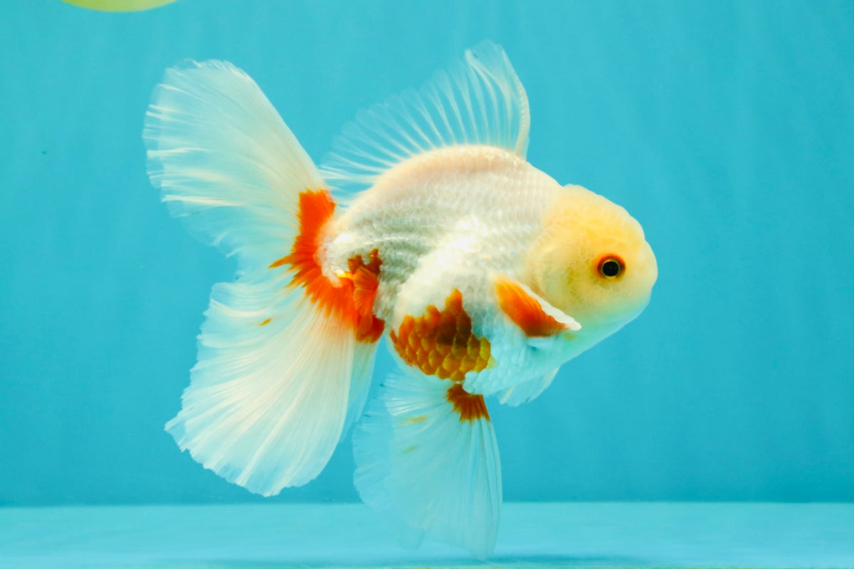 A Grade Red White Oranda Male 5.5-6 inches #102326OR_12