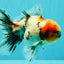 AAA Grade Marble Oranda Male 6-6.5 inches #071026OR_37