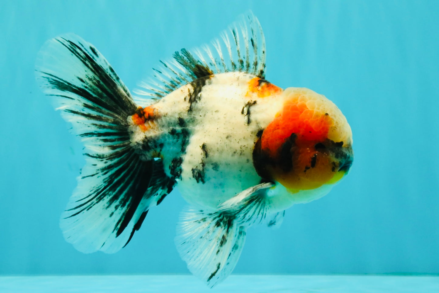AAA Grade Marble Oranda Male 6-6.5 inches #071026OR_37