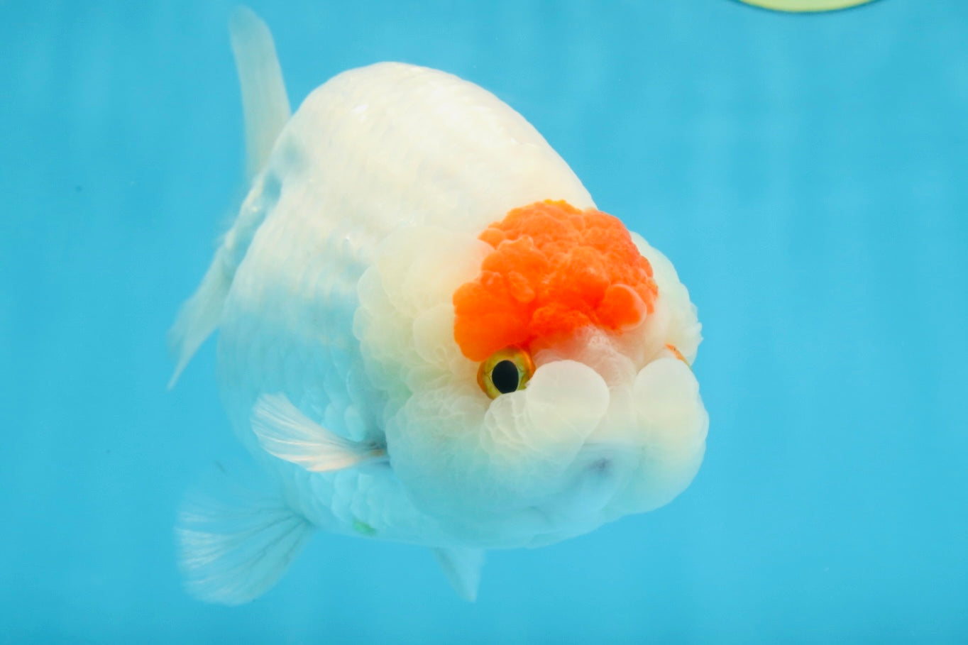 A Grade BEAUTY Red White Tancho LionQueen 6 inches #091925LC_26