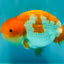 A Grade Red White LionKing 4.5 inches #081426LC_20