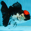 Tricolor Oranda Female 5 inches #091225OR_16