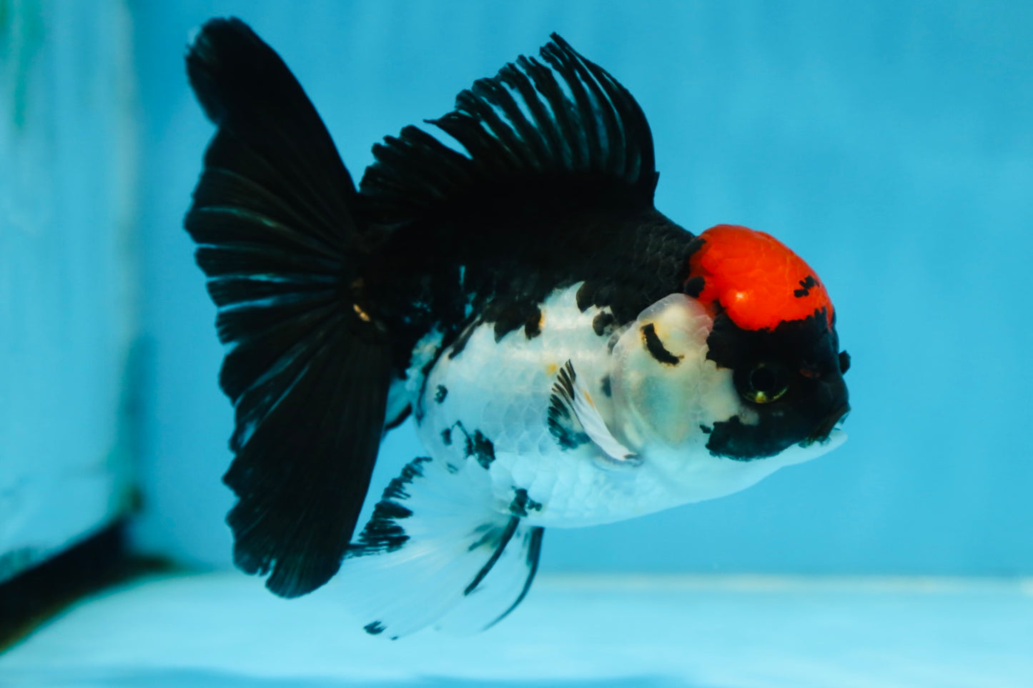 Tricolor Oranda Female 5 inches #091225OR_16