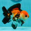 A Grade Tricolor Oranda Male 4.5 inches #110124OR_10