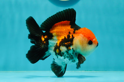 A Grade Tricolor Oranda Male 4.5 inches #110124OR_10