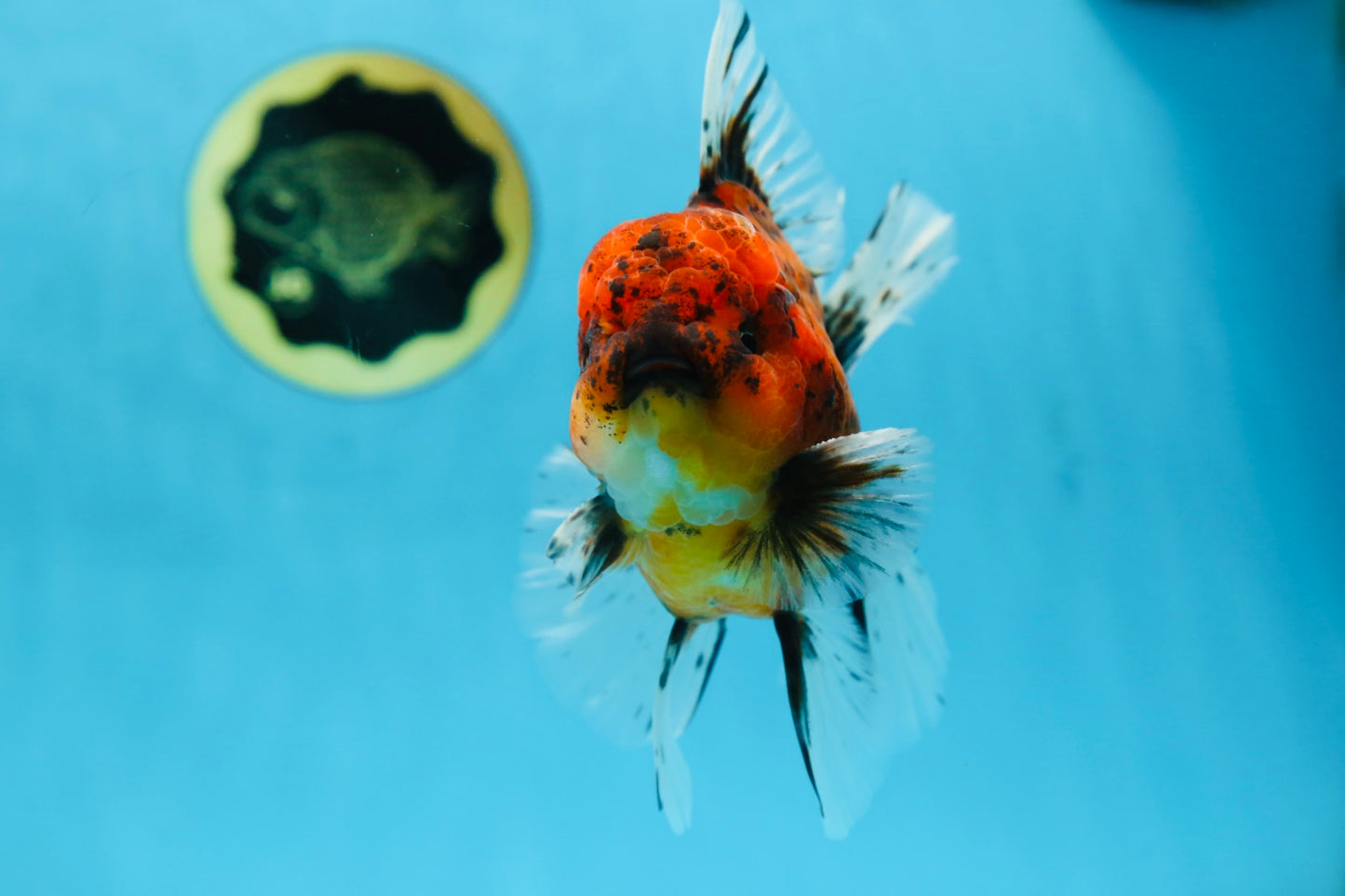 AAA Grade Young Godzilla Tiger Oranda Male 5.5 inches #080825OR_22