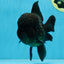 AAA Grade Godzilla Black Oranda Male 5.5 inches #100325OR_11