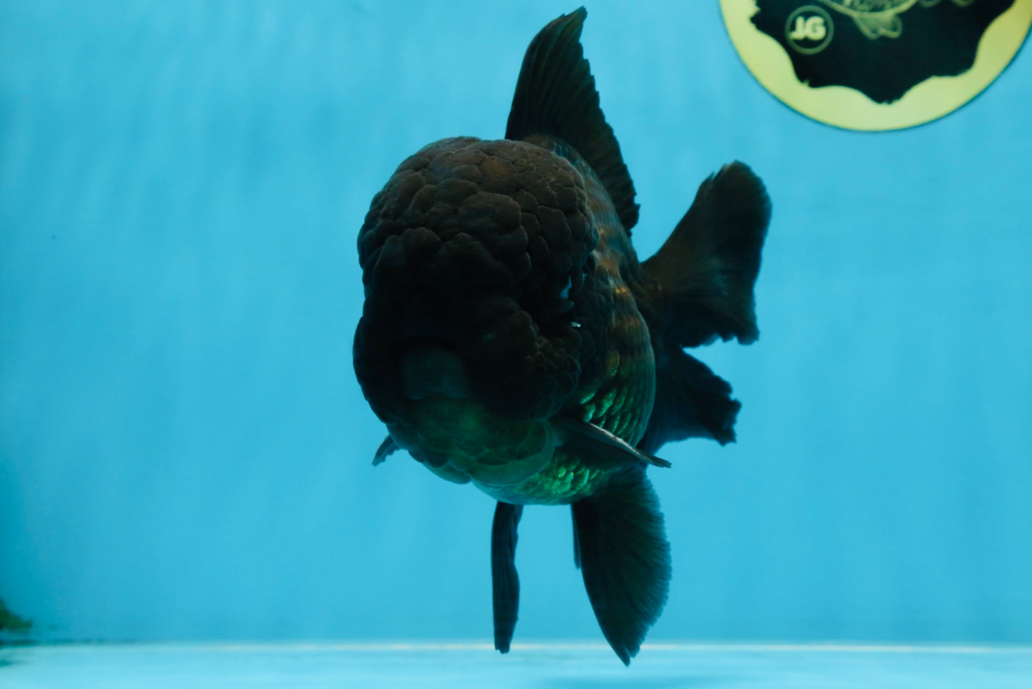 AAA Grade Godzilla Black Oranda Male 5.5 inches #100325OR_11