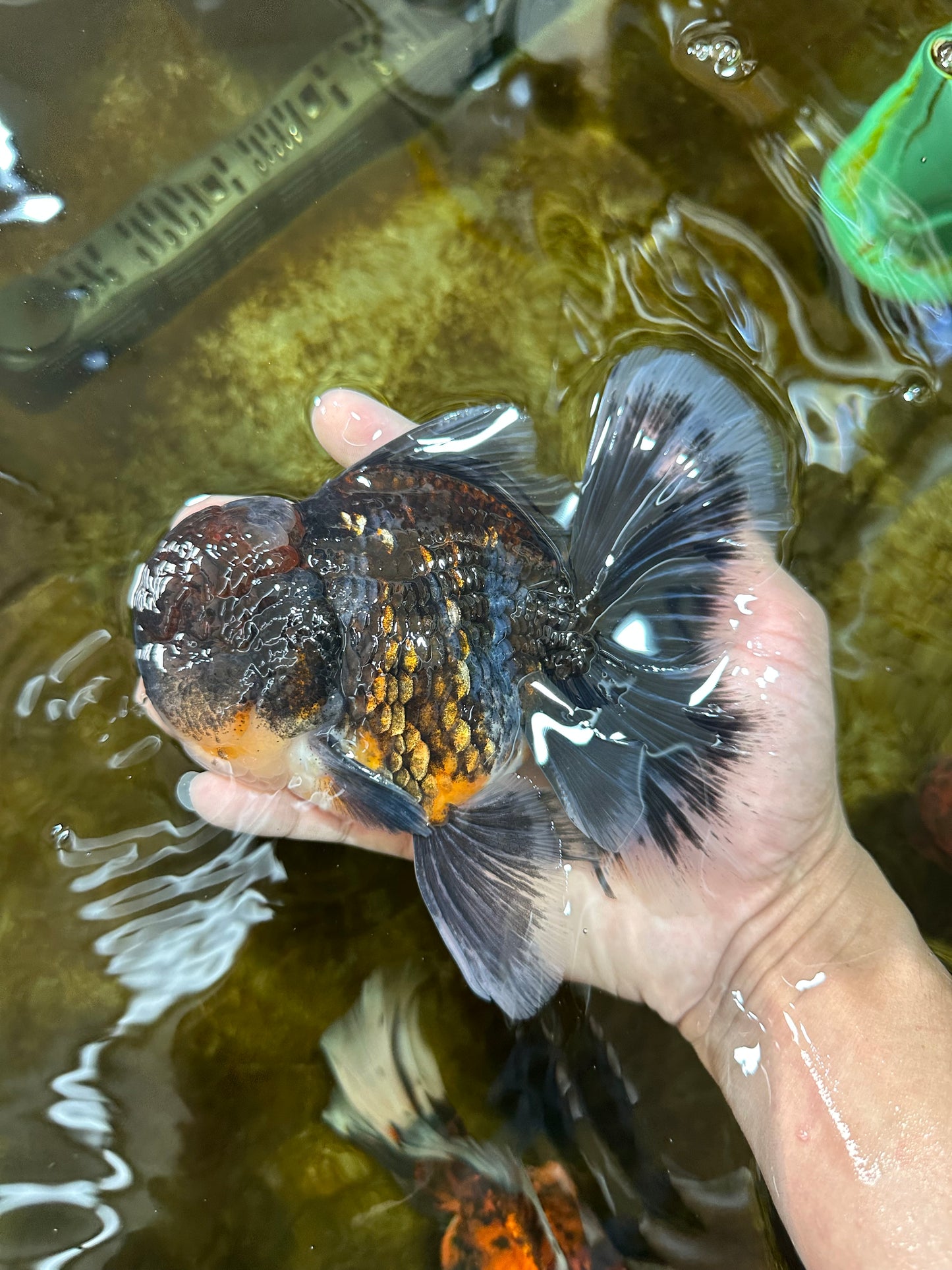 AAA Grade Calico Kirin Oranda 5.5-6 inches #080125OR_02