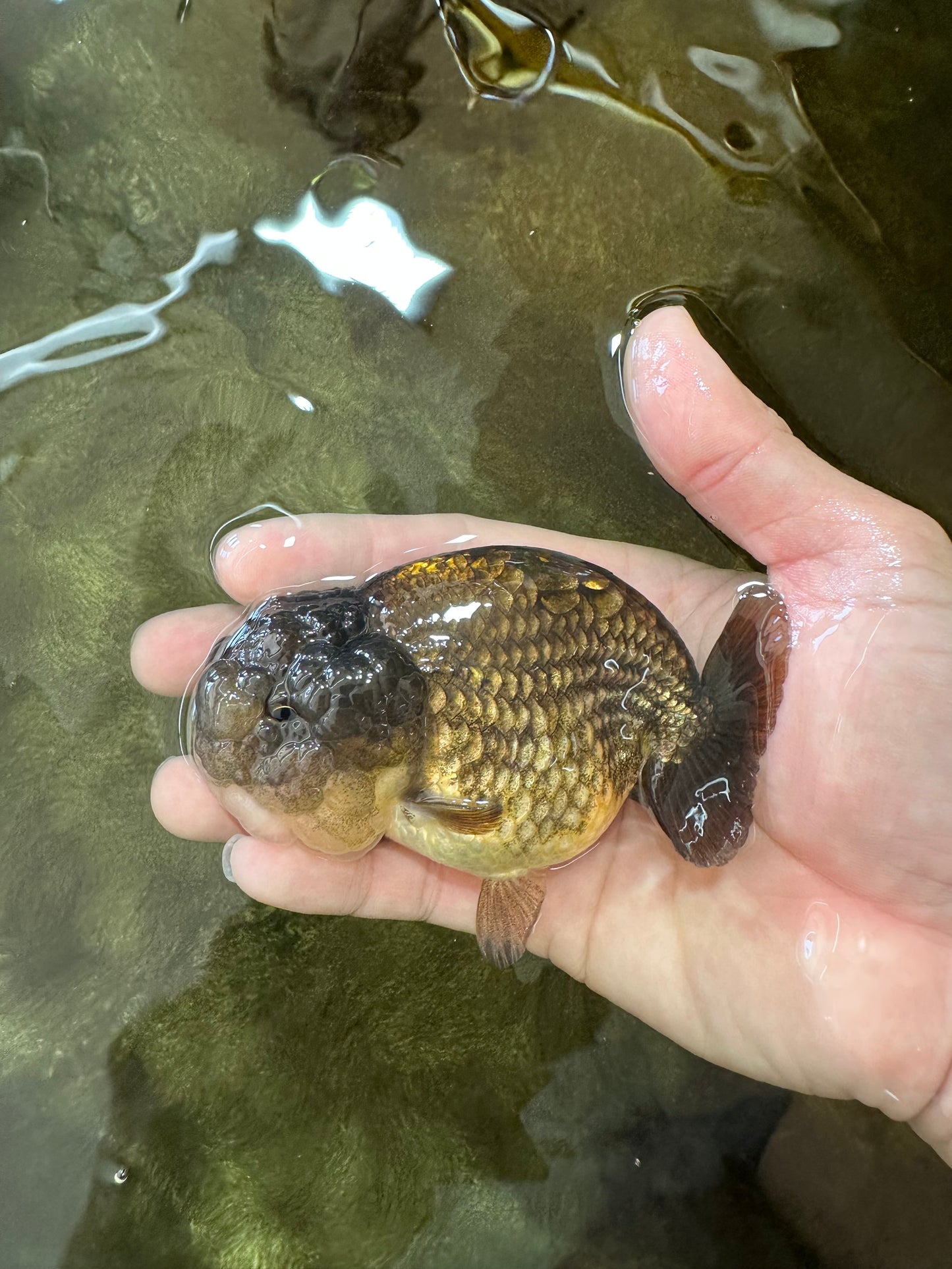 A Grade Dragon Scale Black Copper LionQueen 4-4.5 inches #062725LC_07