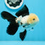 AAA Grade Panda Button Eyes Oranda Male 5 inches #0913OR_08