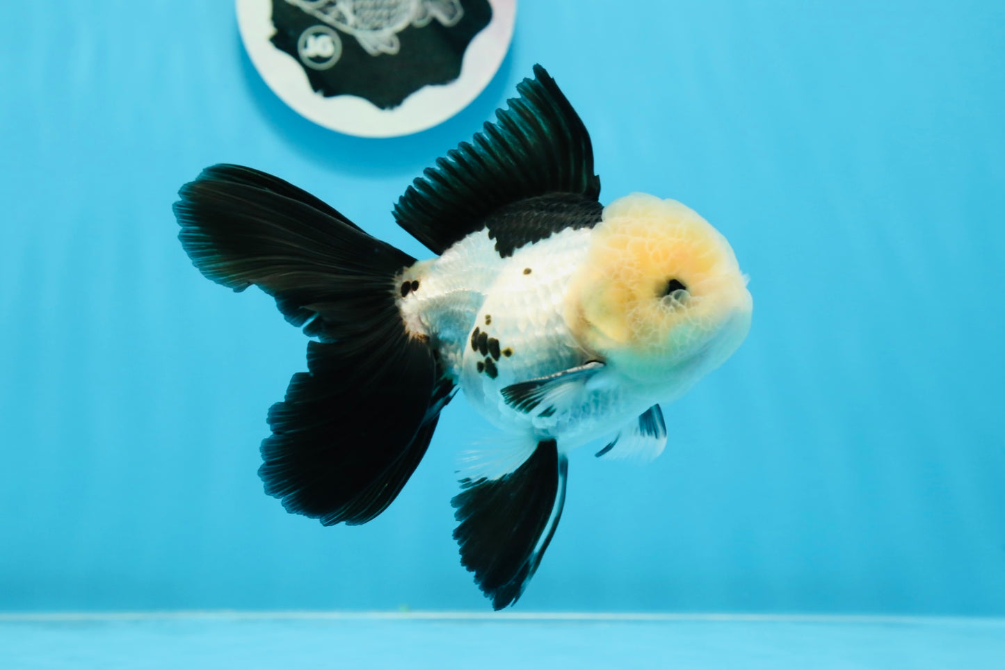 AAA Grade Panda Button Eyes Oranda Male 5 inches #0913OR_08