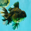 AAA Grade Broadtail Tiger Oranda Male 7.5 inches #073126OR_02