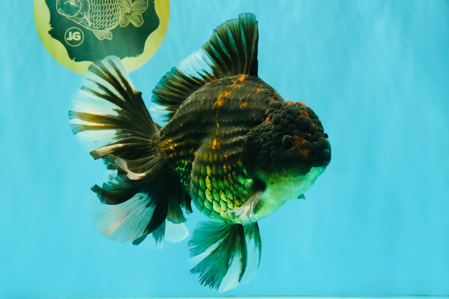 AAA Grade Broadtail Tiger Oranda Male 7.5 inches #073126OR_02