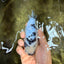 AAA Grade White Tiger Blue Base Ranchu Female 4.5 inches #062626RC_10