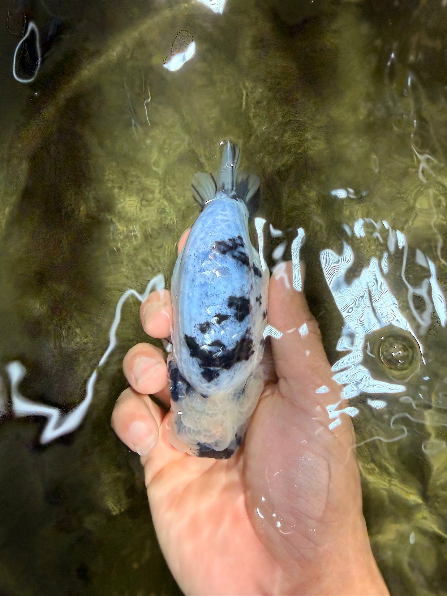 AAA Grade White Tiger Blue Base Ranchu Female 4.5 inches #062626RC_10