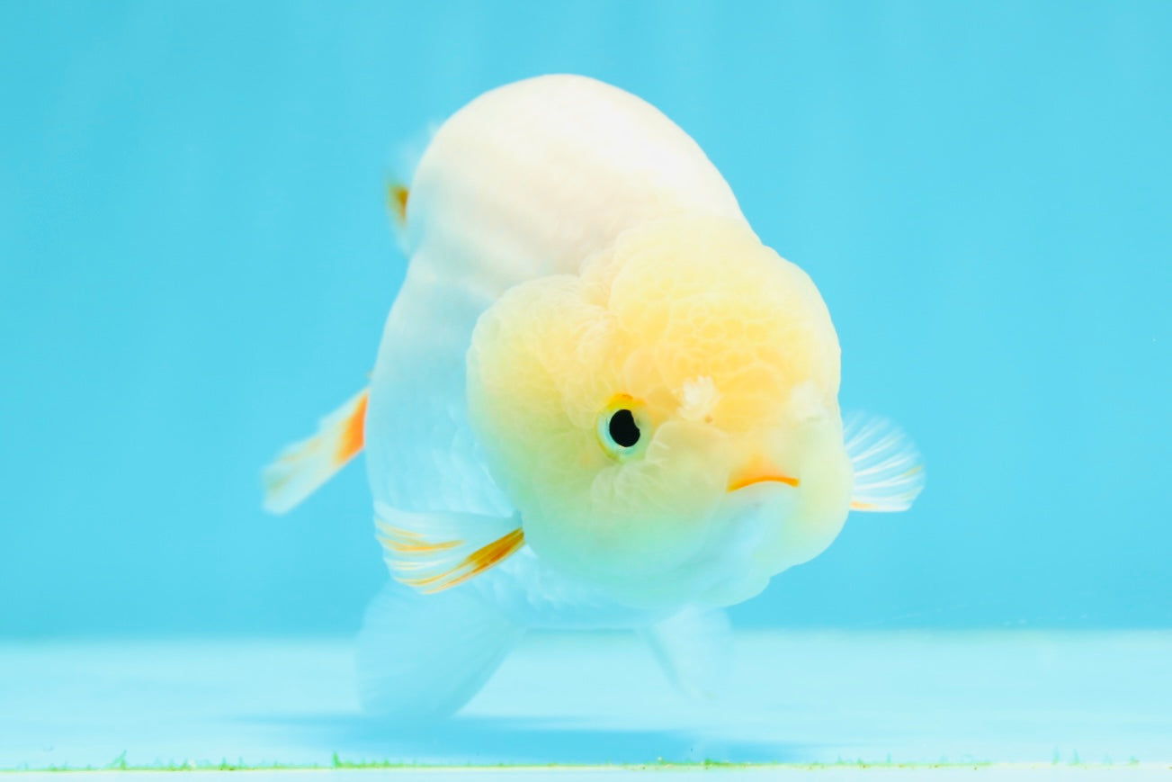 New ✨ Lemonhead White Pompoms Lionchu Male 4.5 inches #0419LC_03