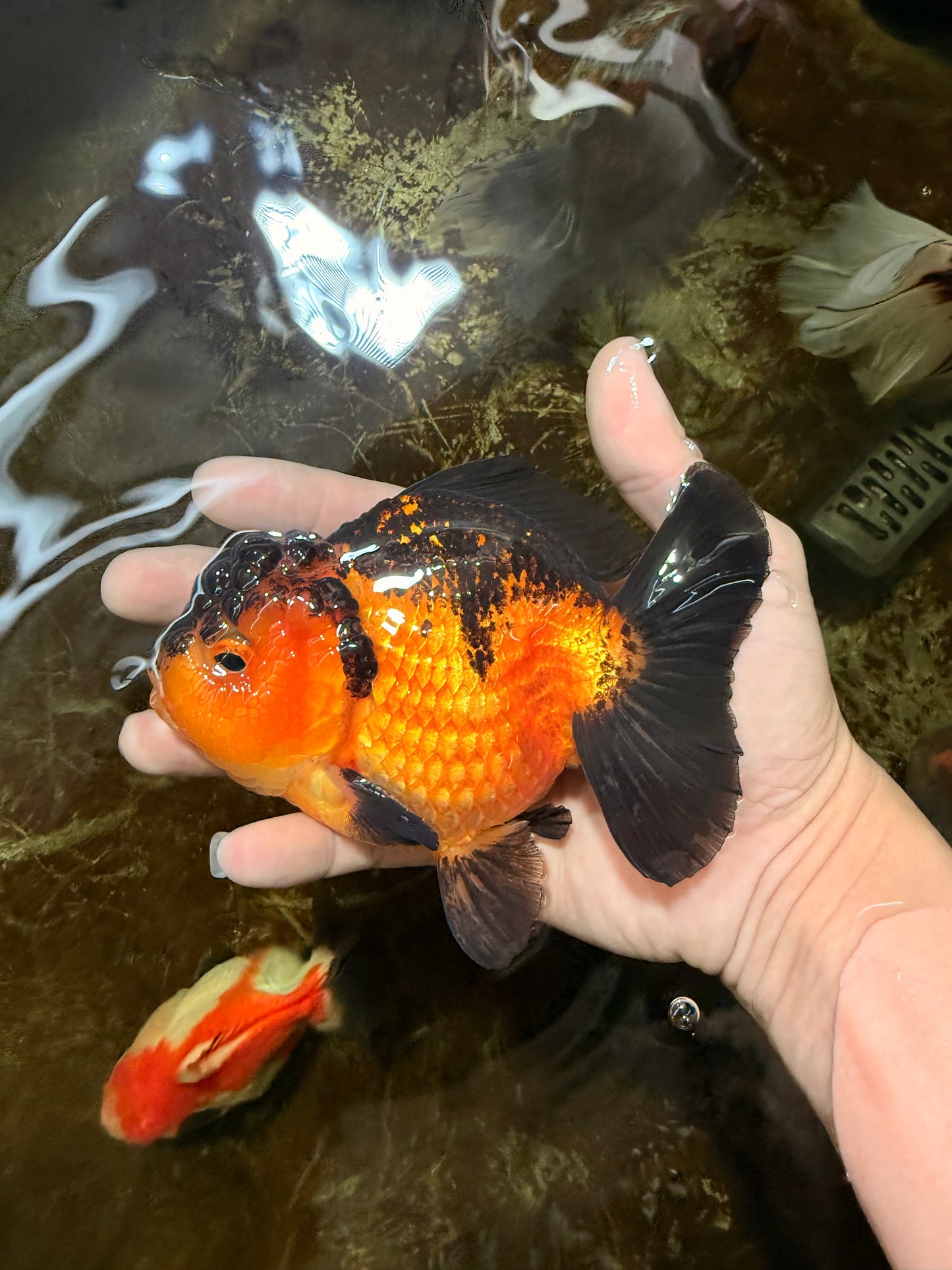 Apache Yuanbao Male 5 inches #110725YB_07