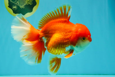 JUMBO AAA Grade Red White Oranda Male 7.5 inches #042426OR_12