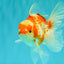 A Grade Kohaku Red White Oranda Male 5.5 inches #101626OR_12
