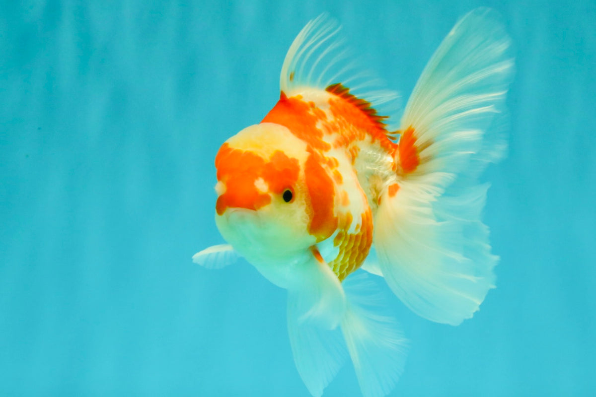 A Grade Kohaku Red White Oranda Male 5.5 inches #101626OR_12