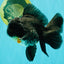 A Grade Kirin Oranda Male 5.5 inches #061926OR_22