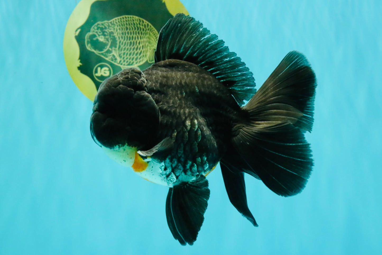 A Grade Kirin Oranda Male 5.5 inches #061926OR_22