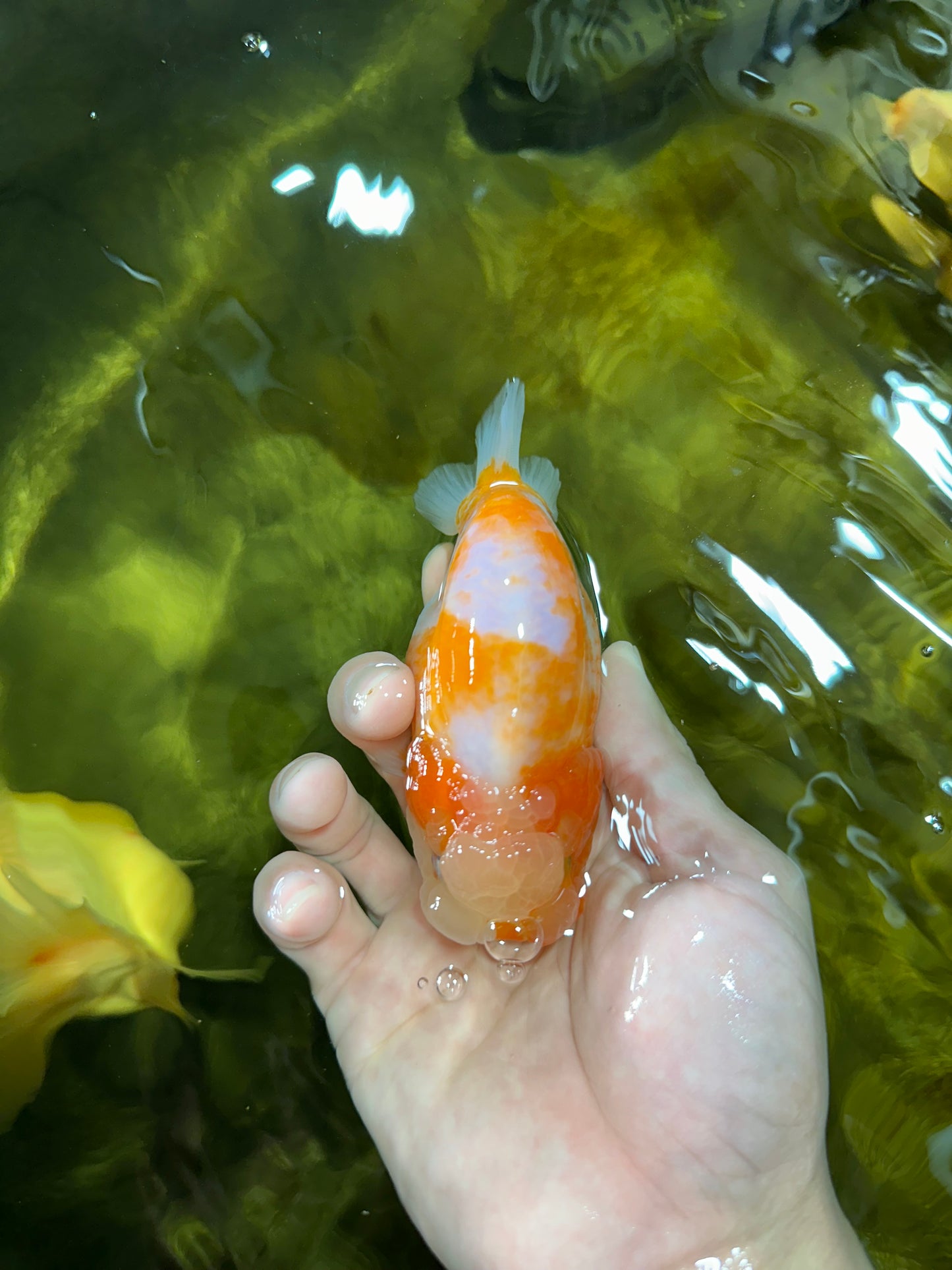 A Grade Sakura LionQueen 4-4.5 inches #050925LC_06