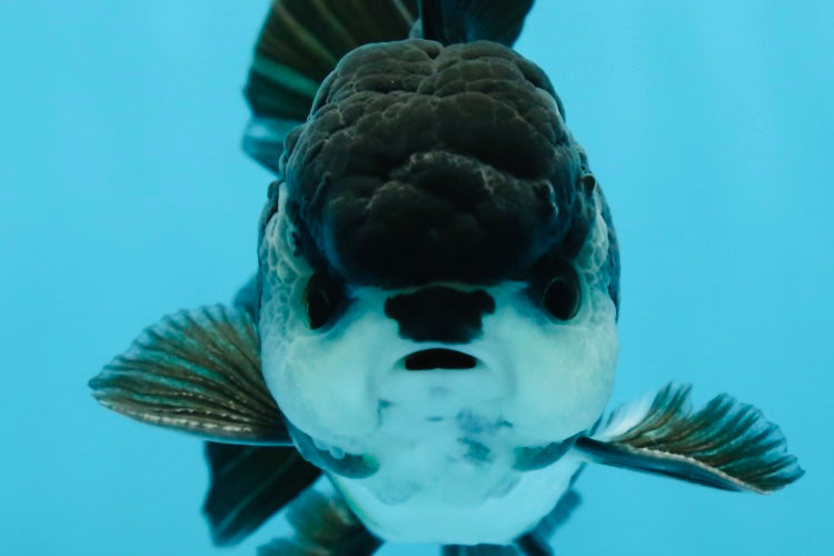 A Grade Panda Oranda Male 4.5 inches #050225OR_11