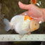A Grade Polkadot Red White Buffalo Ranchu Male 6 inches #100926RC_29