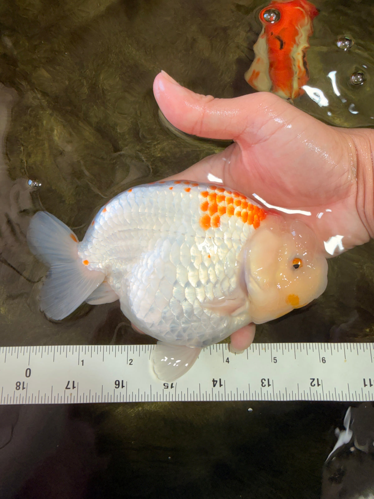 A Grade Polkadot Red White Buffalo Ranchu Male 6 inches #100926RC_29