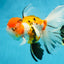 A Grade Jumbo MASSIVE BUTTERFLY TAIL Tricolor Sakura Oranda Female 6.5 inches #010325OR_03