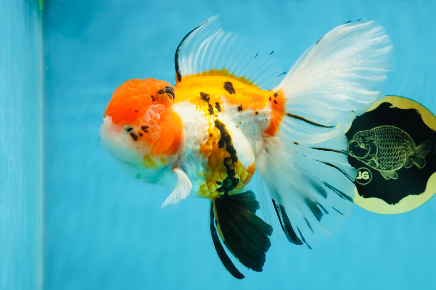 A Grade Jumbo MASSIVE BUTTERFLY TAIL Tricolor Sakura Oranda Female 6.5 inches #010325OR_03