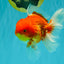 AAA Grade Red White Oranda Male 5.5 inches #072426OR_12