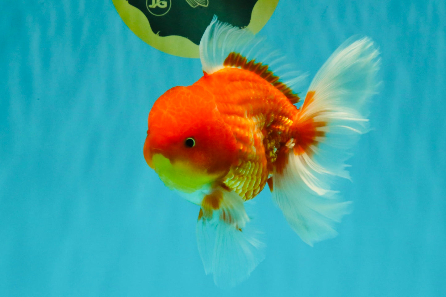 AAA Grade Red White Oranda Male 5.5 inches #072426OR_12